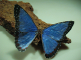 Blue Morpho