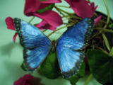 Blue Morpho on Plant