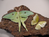 Luna Moth and Lemon Migrant