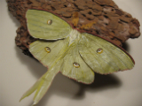 Luna Moth