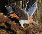 Kestrel with grasshopper