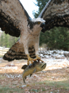 Osprey carrying trout