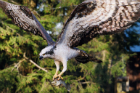 Osprey with trout- full view