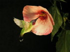 Ruby-throated hummingbird - detail