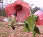 Ruby-throated hummingbird