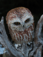 Saw whet owl