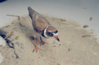 Semi palmated plover