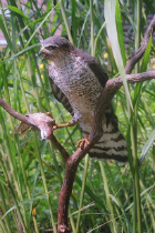 Sharp shinned hawk