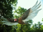 Turkey vulture