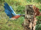 Bluebird with chick