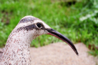 Whimbrel