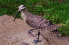 Whimbrel head