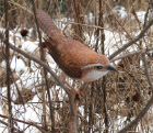 Carolina wren