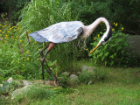 Great blue heron head