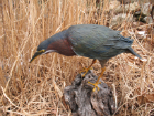 Green heron