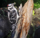 Hairy woodpecker