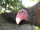 Head of Turkey Vulture