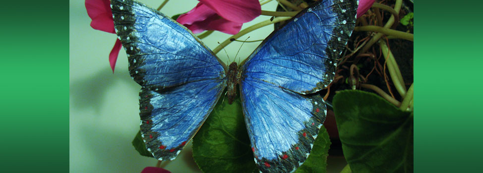 Blue morpho