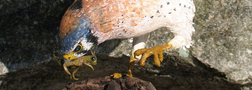 Kestrel w/grasshopper